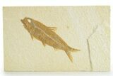 Detailed Fossil Fish (Knightia) - Wyoming #363792-1